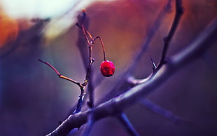 focus photography of red berry HD wallpaper